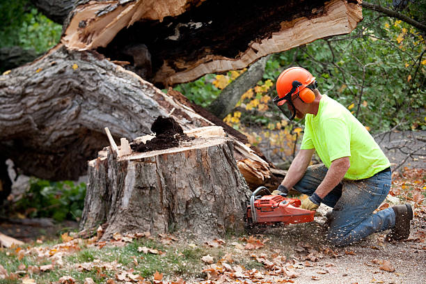 Tree Branch Trimming in Cutlerville, MI